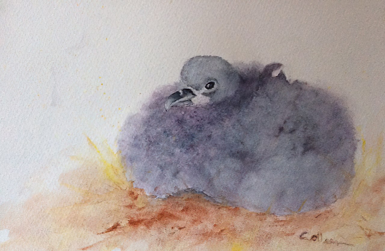 Coleen Laird Grey Petrel chick watercolour Michelle Risi Marion enhanced