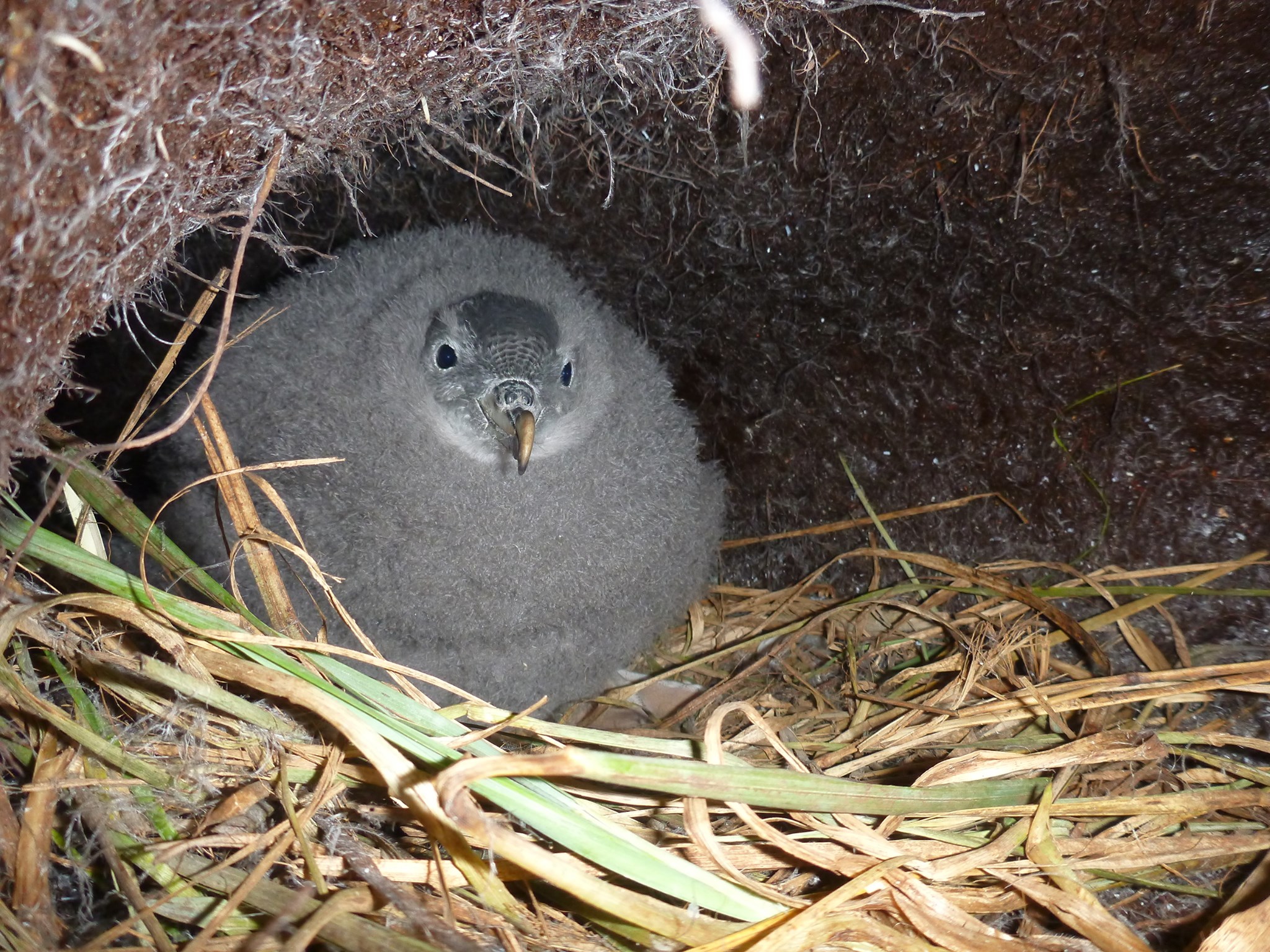 Grey Petrel Chick Macquarie Island Jeremy Bird