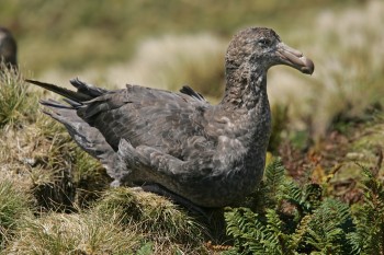 Northern Giant Petrel Antipodes Dave Boyle