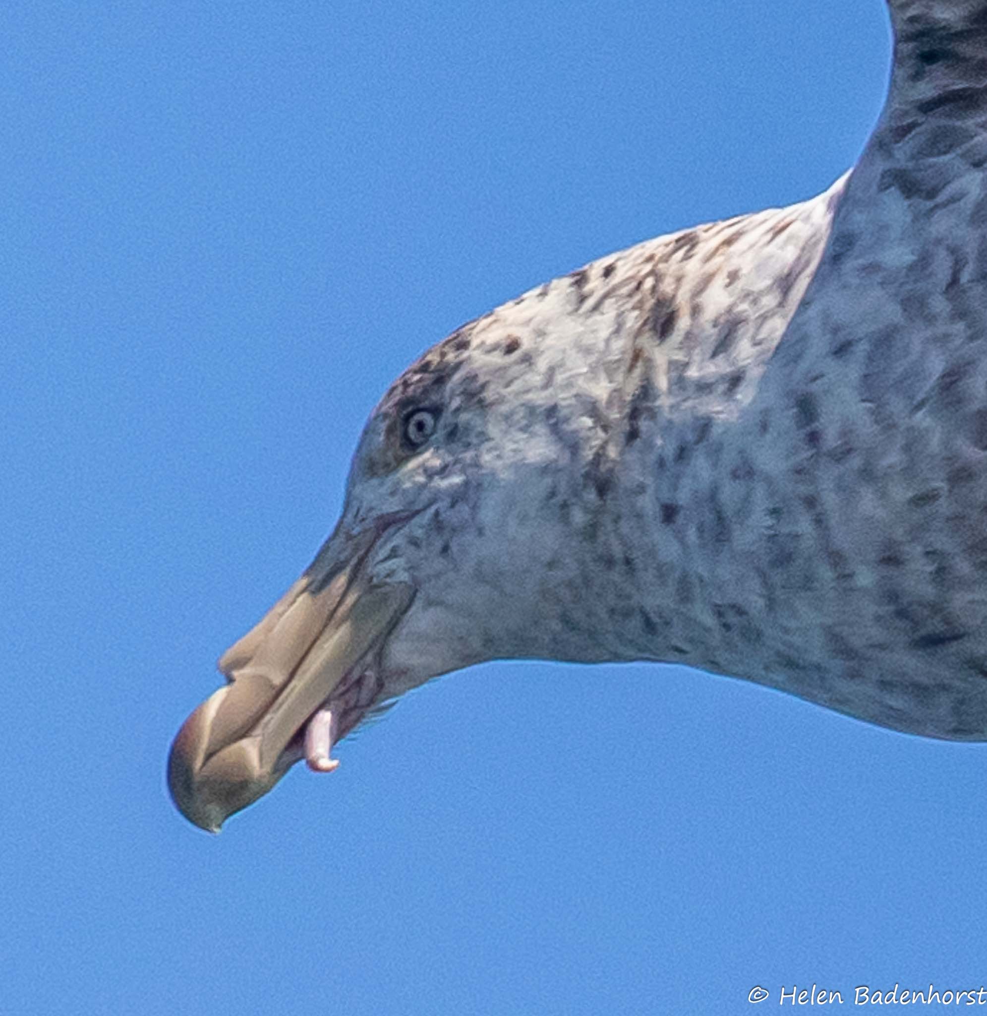 Victor Wilkens Northern Giant Petrel 27 01 2025 Flock