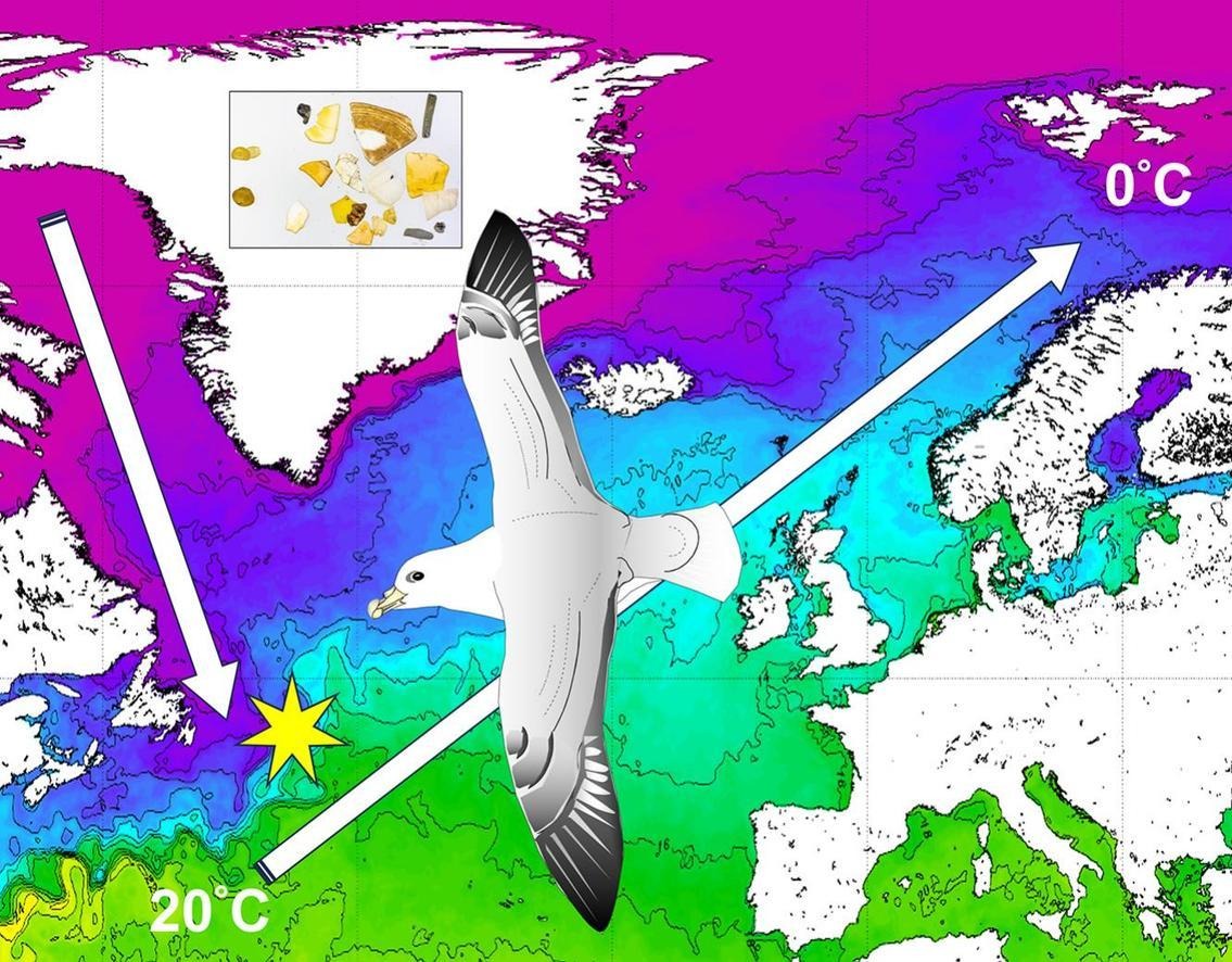 Northern Fulmar graphic