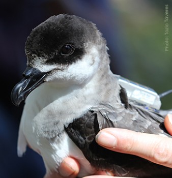 Black capped Petrel with transmitter Tazio Taveres s