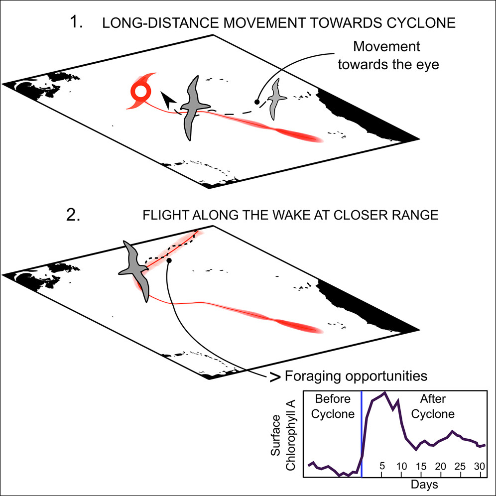 Cyclone