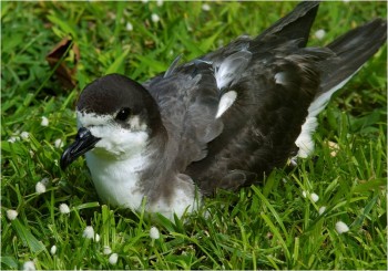 Hawaiian Petrel