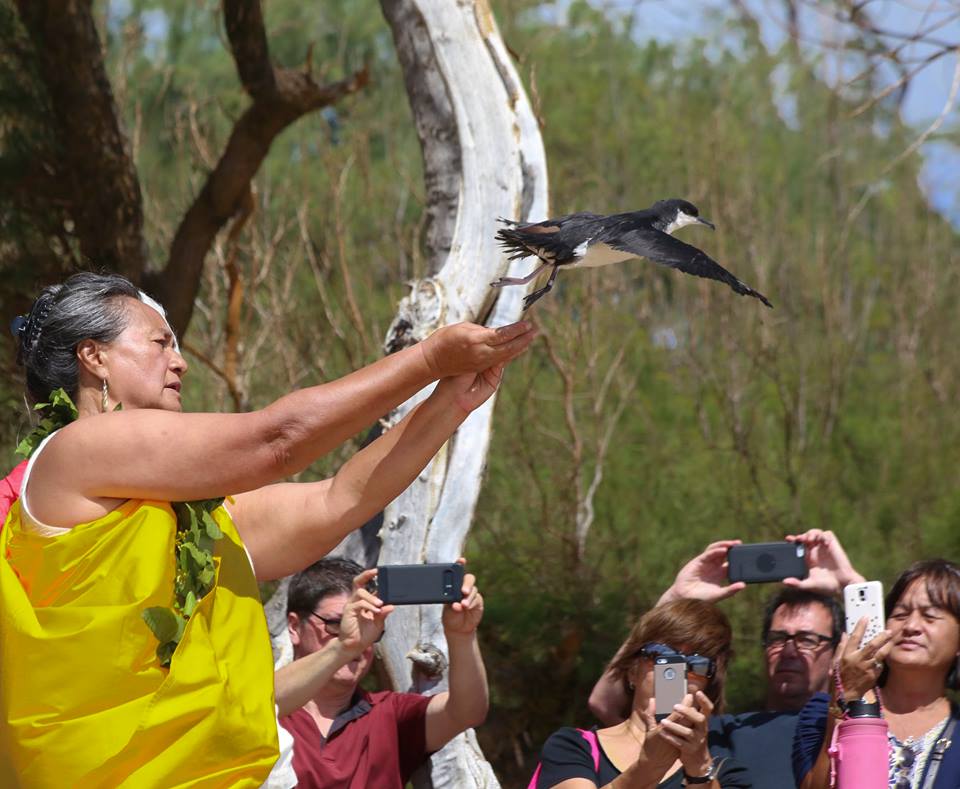 Newells Shearwater release 2017 Hob Osterlund