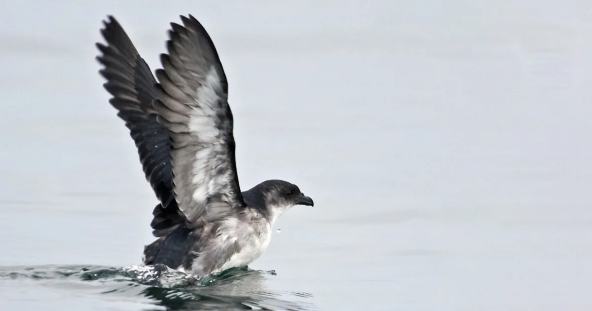 Peruvian Diving Petrel Island Conservation