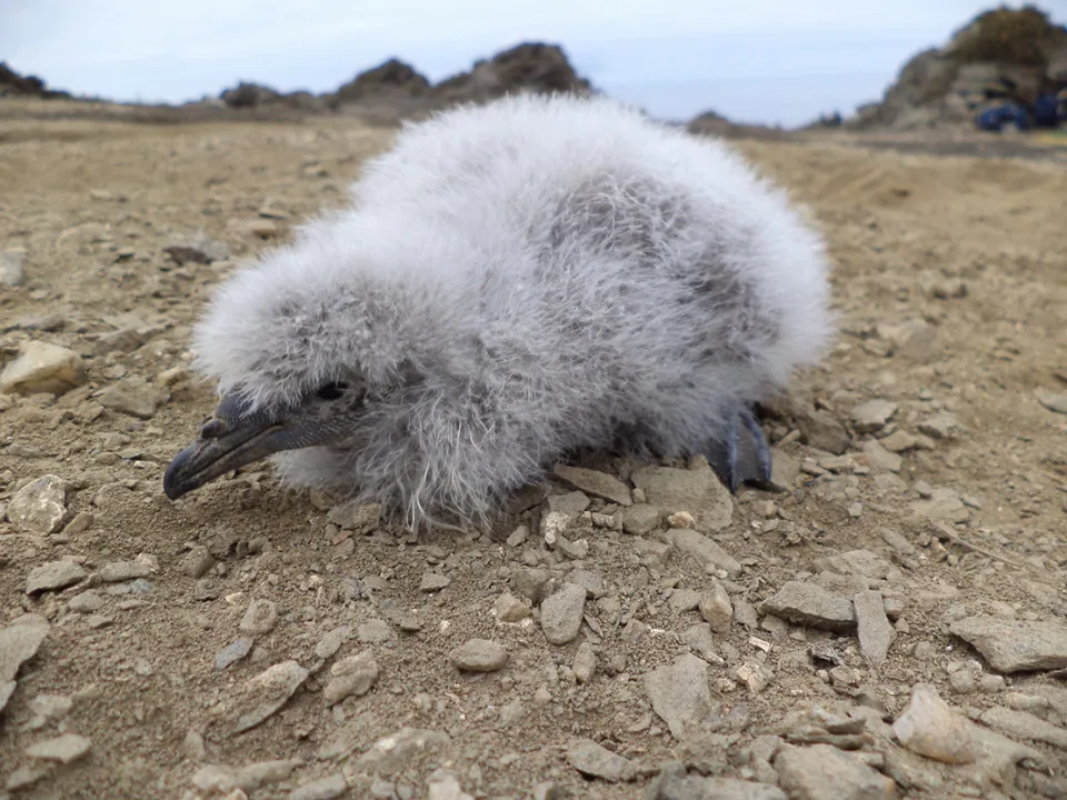 Peruvian Diving Petrel chick Island Conservation