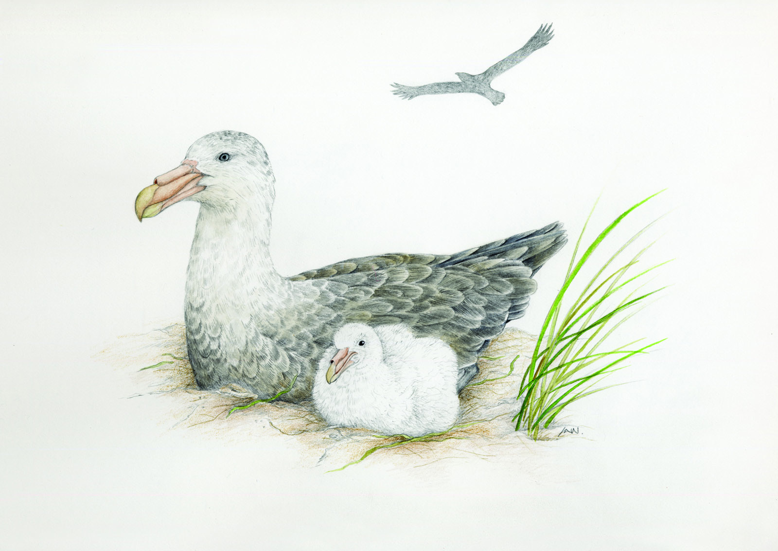 Leigh Wolfaardt Southern Giant Petrel and chick