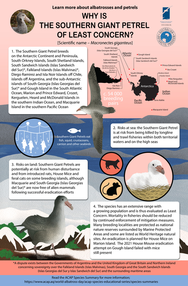 ACAP Southern Giant Petrel Infographic preview e