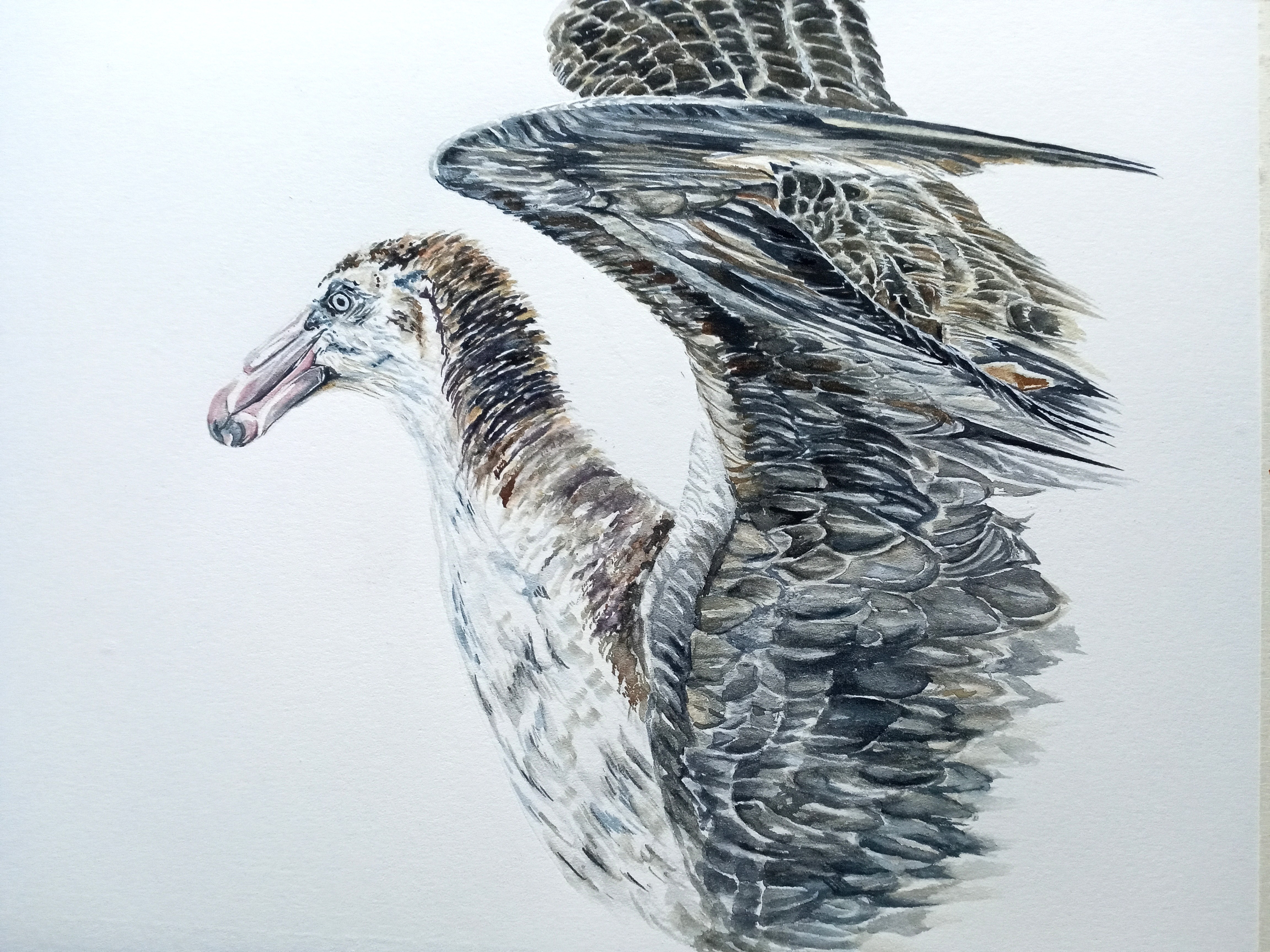 Helen Worthington Northern Giant Petrel watercolour Laurie Smaglick Johnson