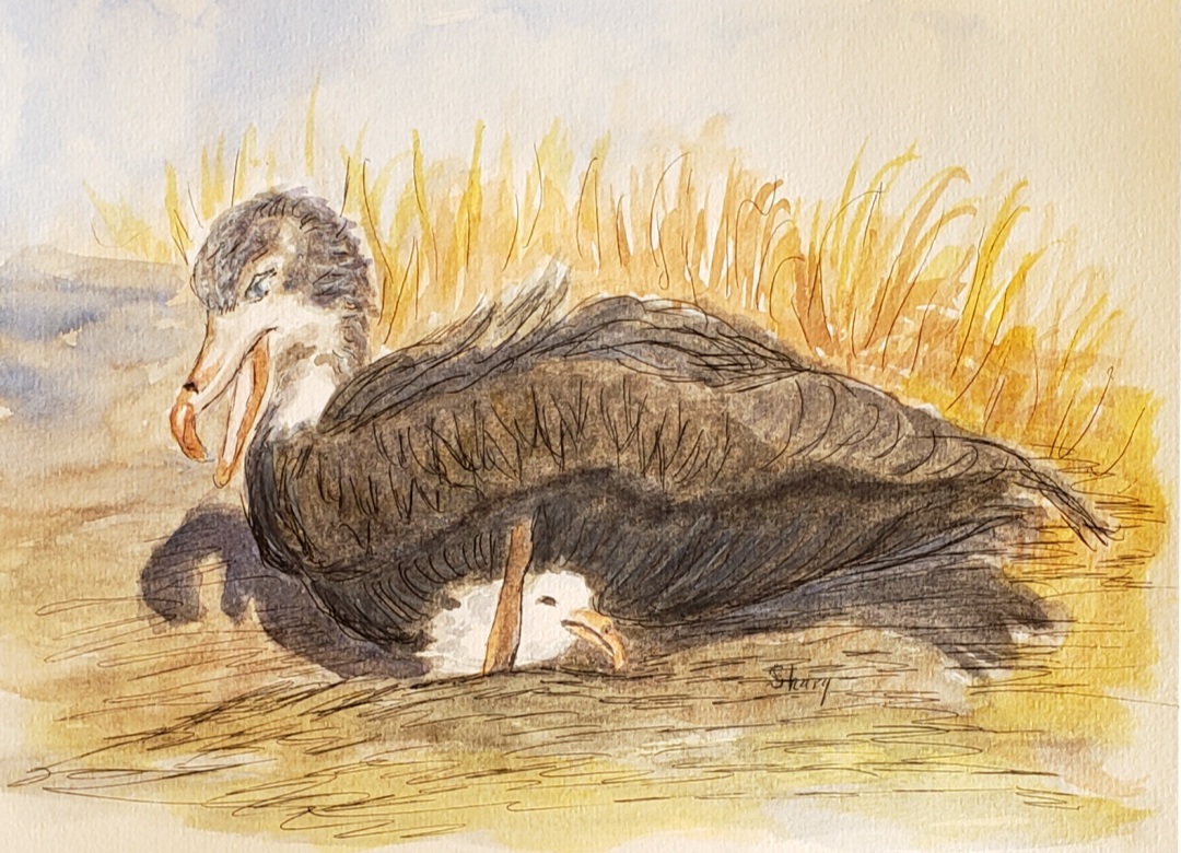 Shary Page Weckwerth Norfthern Giant Petrel 7 x 10 watercolour Laurie Smaglick Johnson