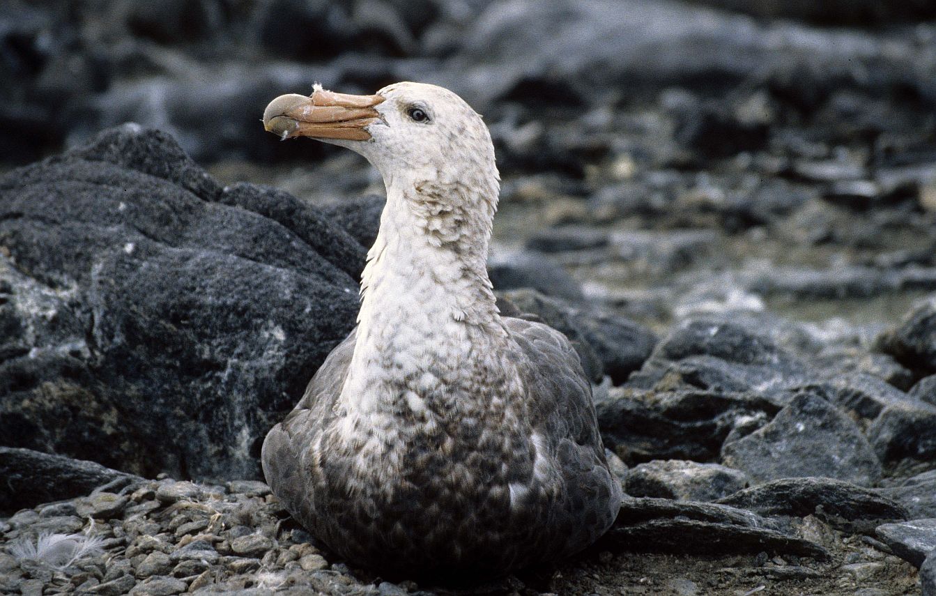 Southern Giant Petrel Frazier Islands Jeroen Creuwels