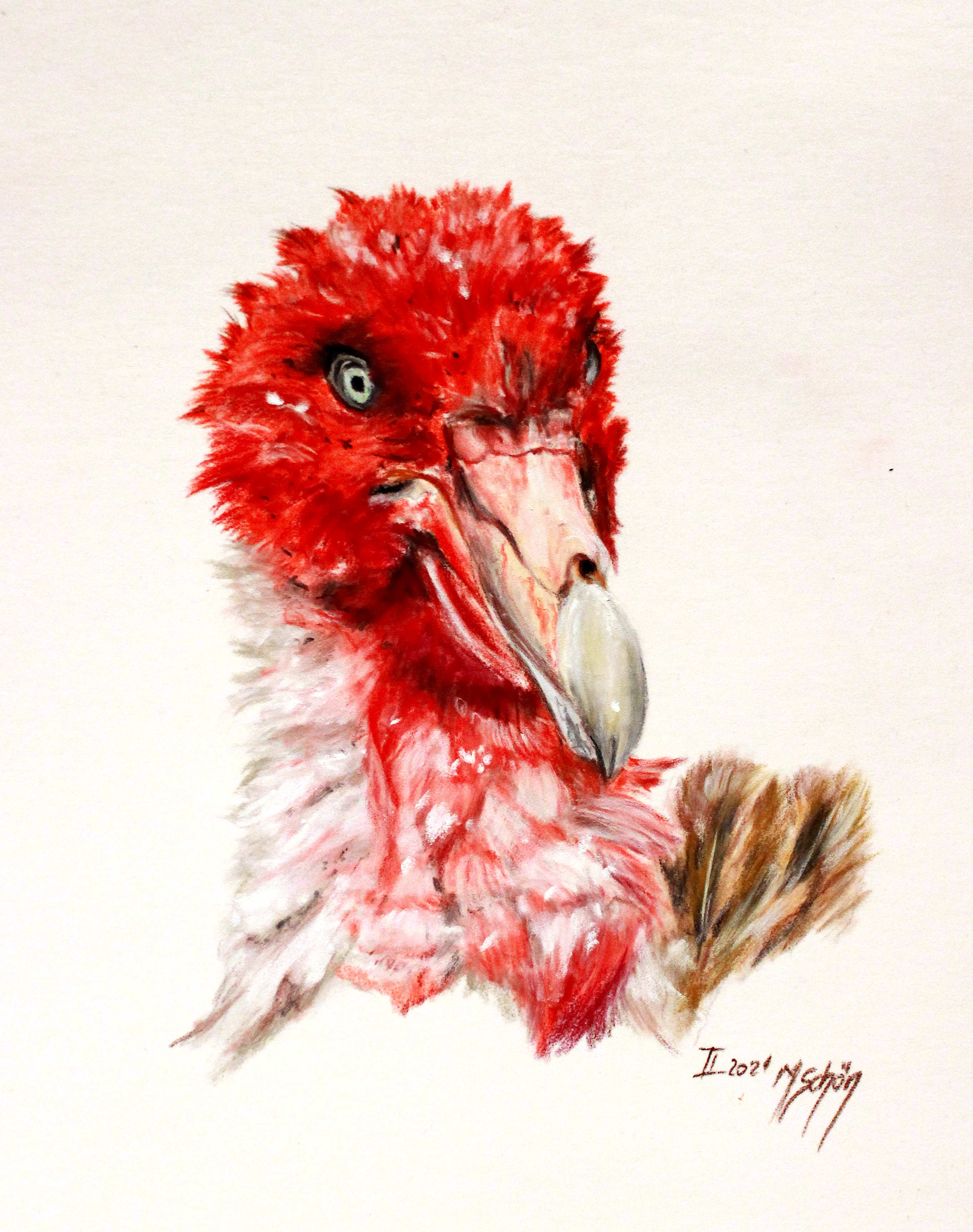 Southern Giant Petrel Marion Schön Bloody Beauty Pastels on Pastelmat Jaimie Cleeland