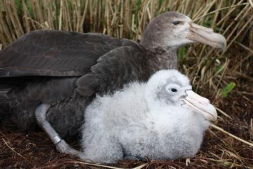Southern_Giant_Petrel_with_chick_Gough_Island_by_John_Cooper