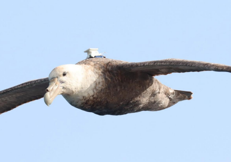 Transmitter SGP Christophe Gouraud 1