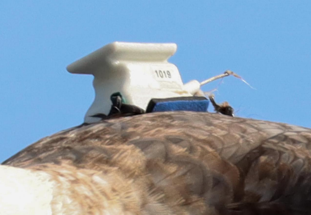 Transmitter SGP Christophe Gouraud 2
