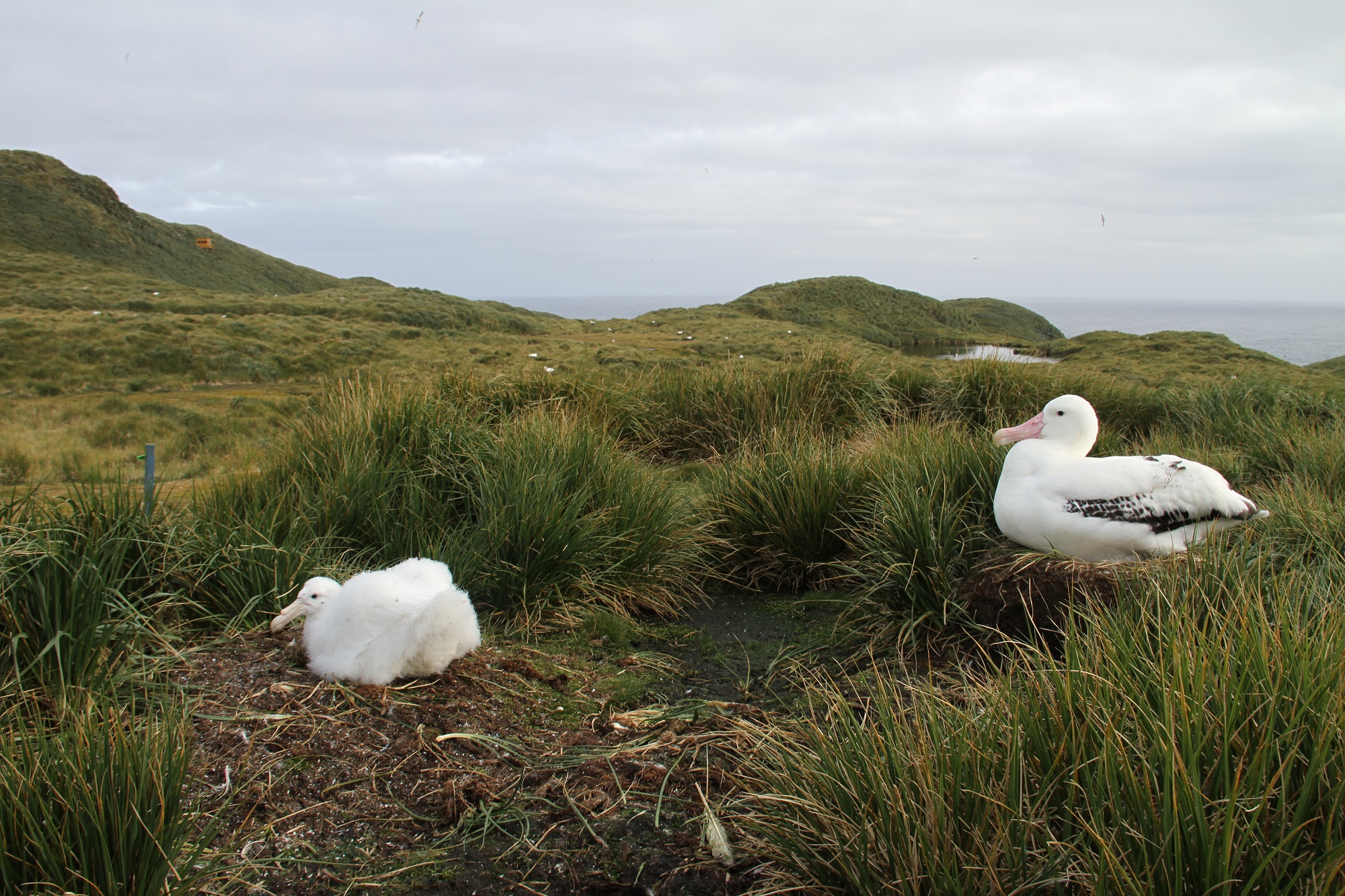 Wandering Albatross Bird Island Alex Dodds S