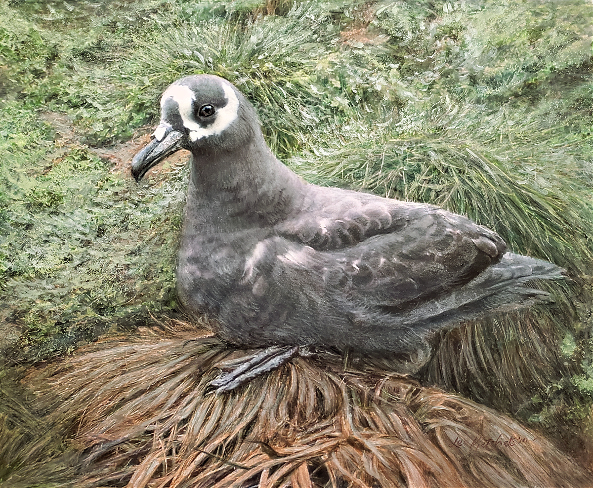 Lee Mitchelson Spectacled Petrel Mixed media 8 x 10 Peter Ryan