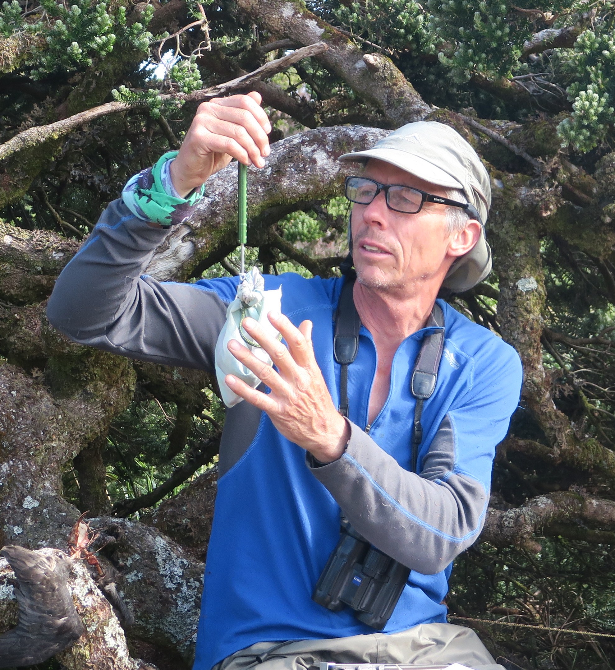 Peter Ryan weighing bunting Inaccessible Island 2018 Ben Dilley