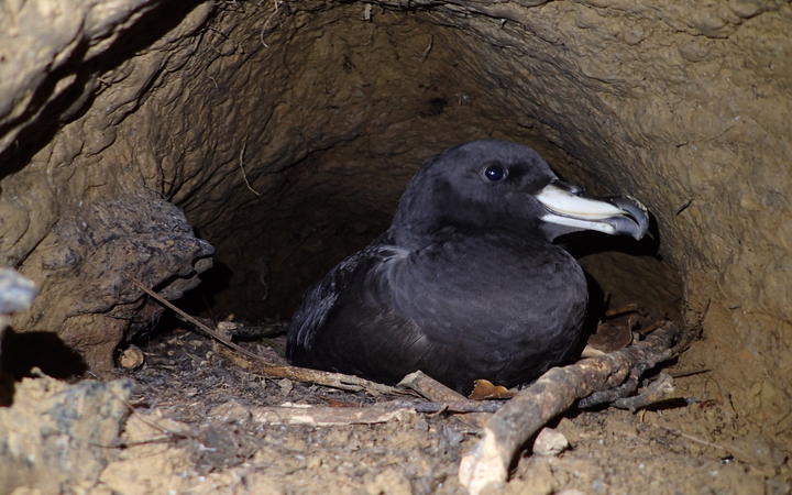 Fledgling Westland Petrel Bruce Stuart Menteath