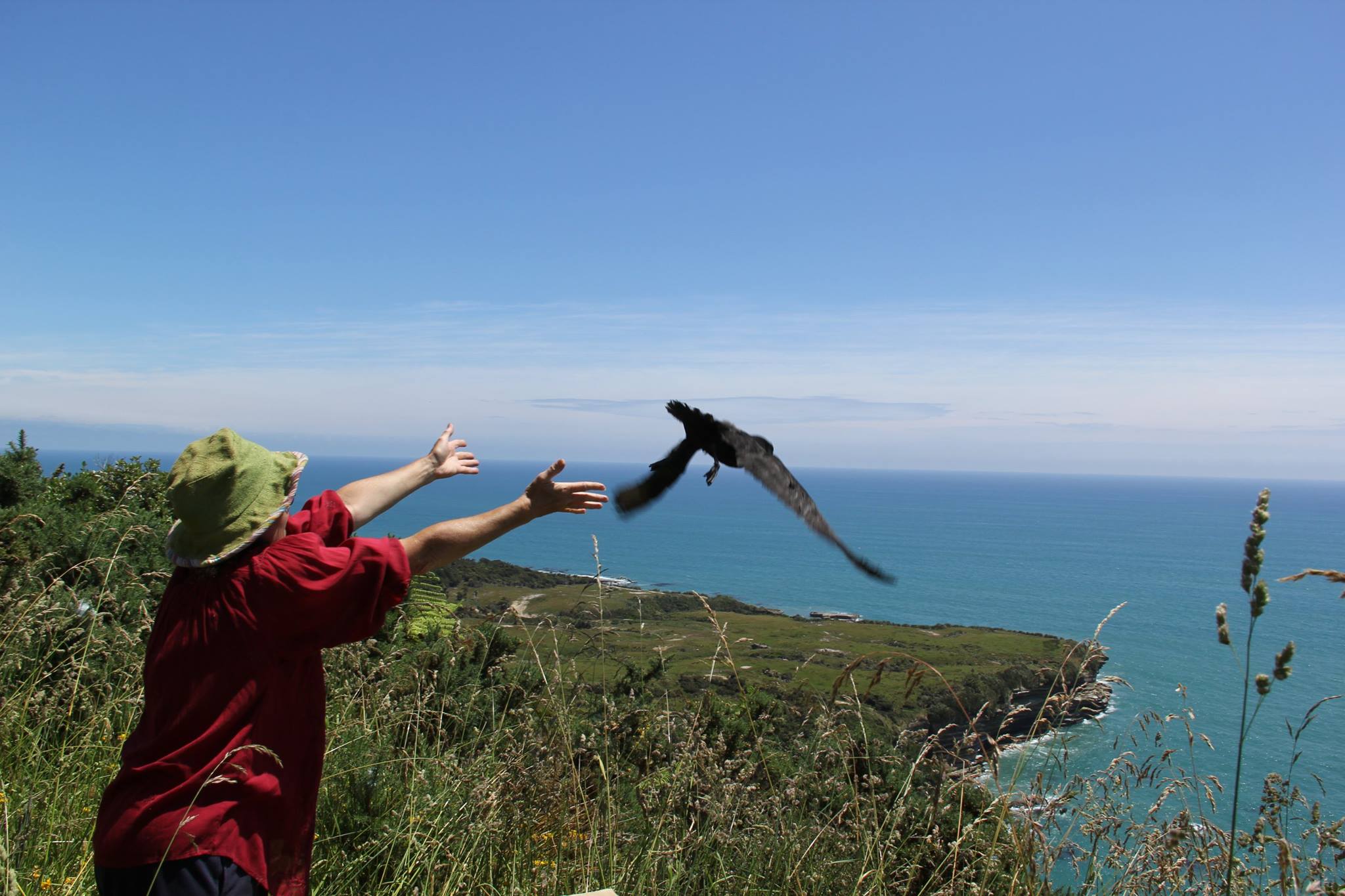 Westland Petrels release