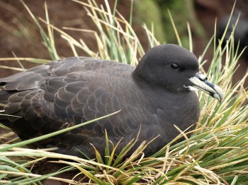 White chinned Petrel Andy Wood