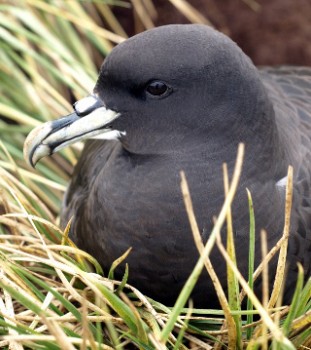 White chinned Petrel Andy Wood 3