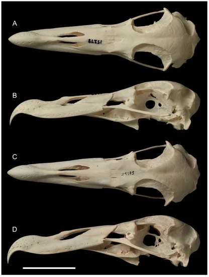 taxonomy 03 00006 g002 550