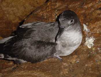 balearic shearwater daniel oro