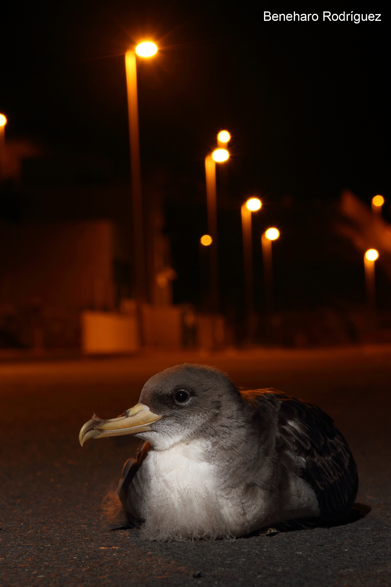 Corys shearwater grounded by lights. Photo Beneharo Rodríguez