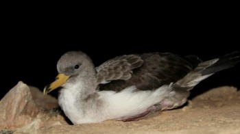 Scopolis Shearwater fledgling