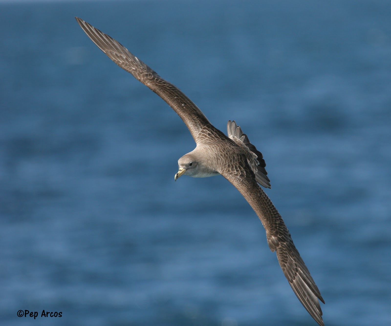 Scopolis Shearwater Pep Arcos