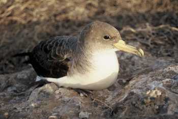 corys shearwater paulo catry