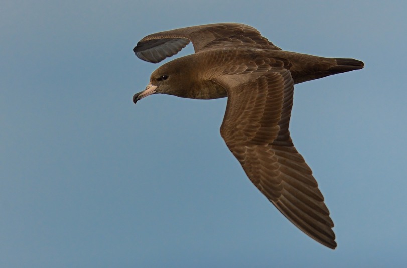 Flesh footed Shearwater 3 Kirk Zufelt