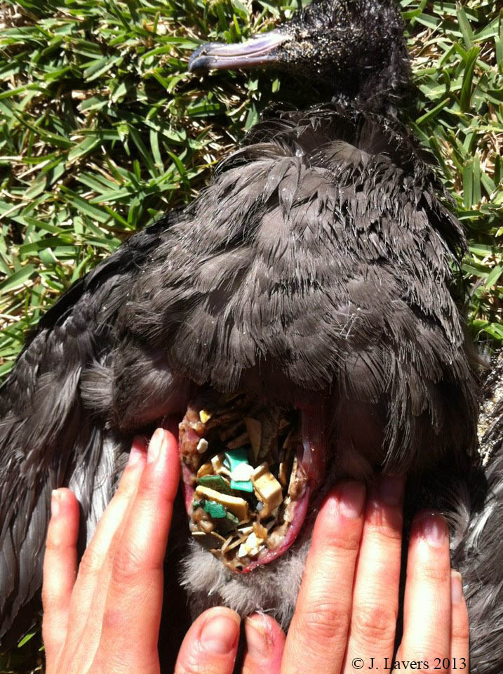 Flesh footed Shearwater dissection Jennifer Lavers