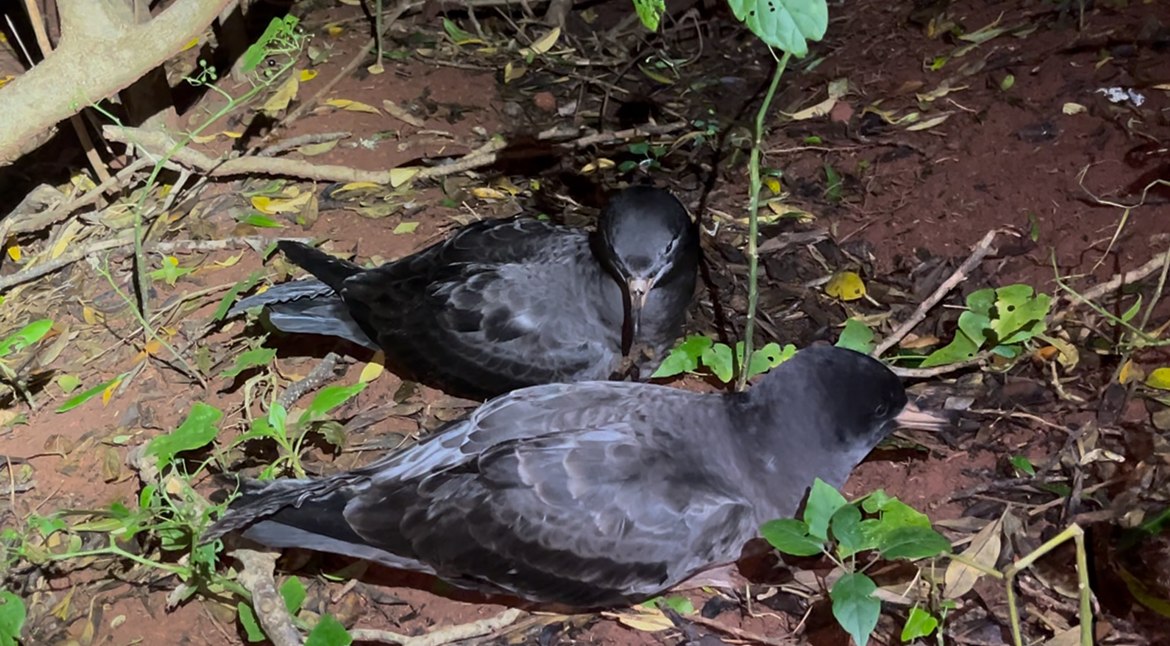 Phillip Island Norfolk Flesh footed Shearwater