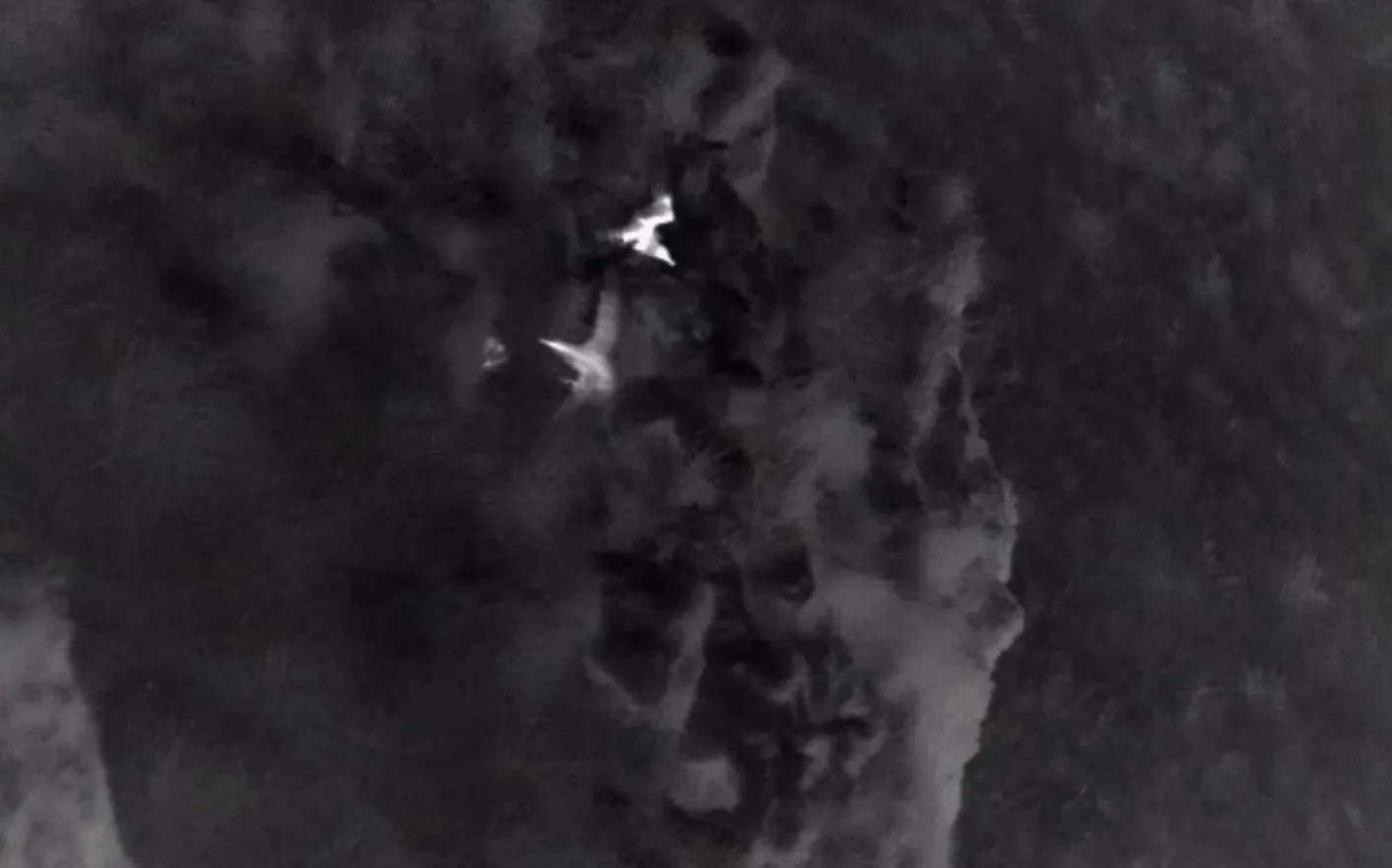 Rathlin Island Manxie fledglings