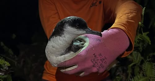 Newells Shearwater downed bird