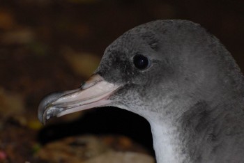 Pink footed Shearwater 6 Peter Hodum s