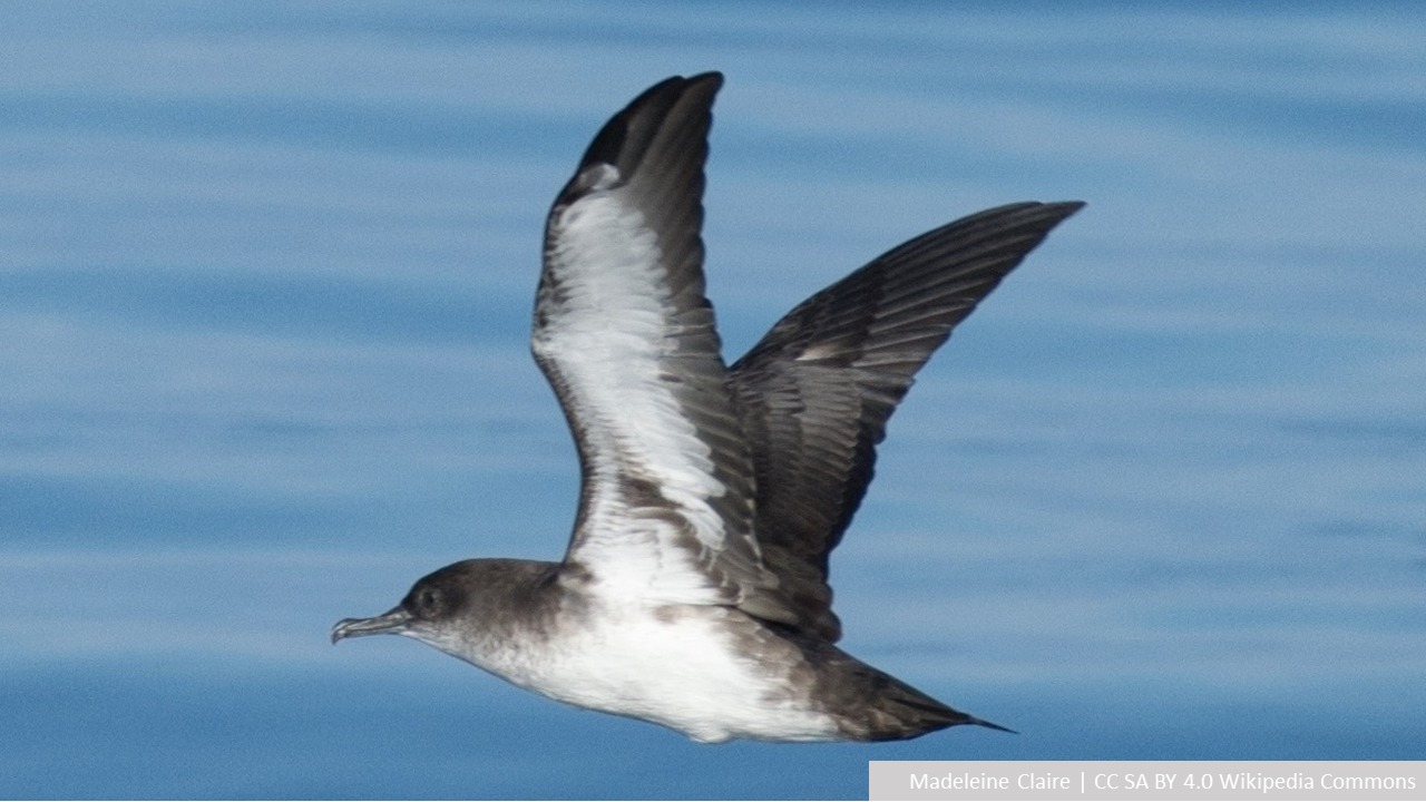 Black vented Shearwater Madeleine Claire