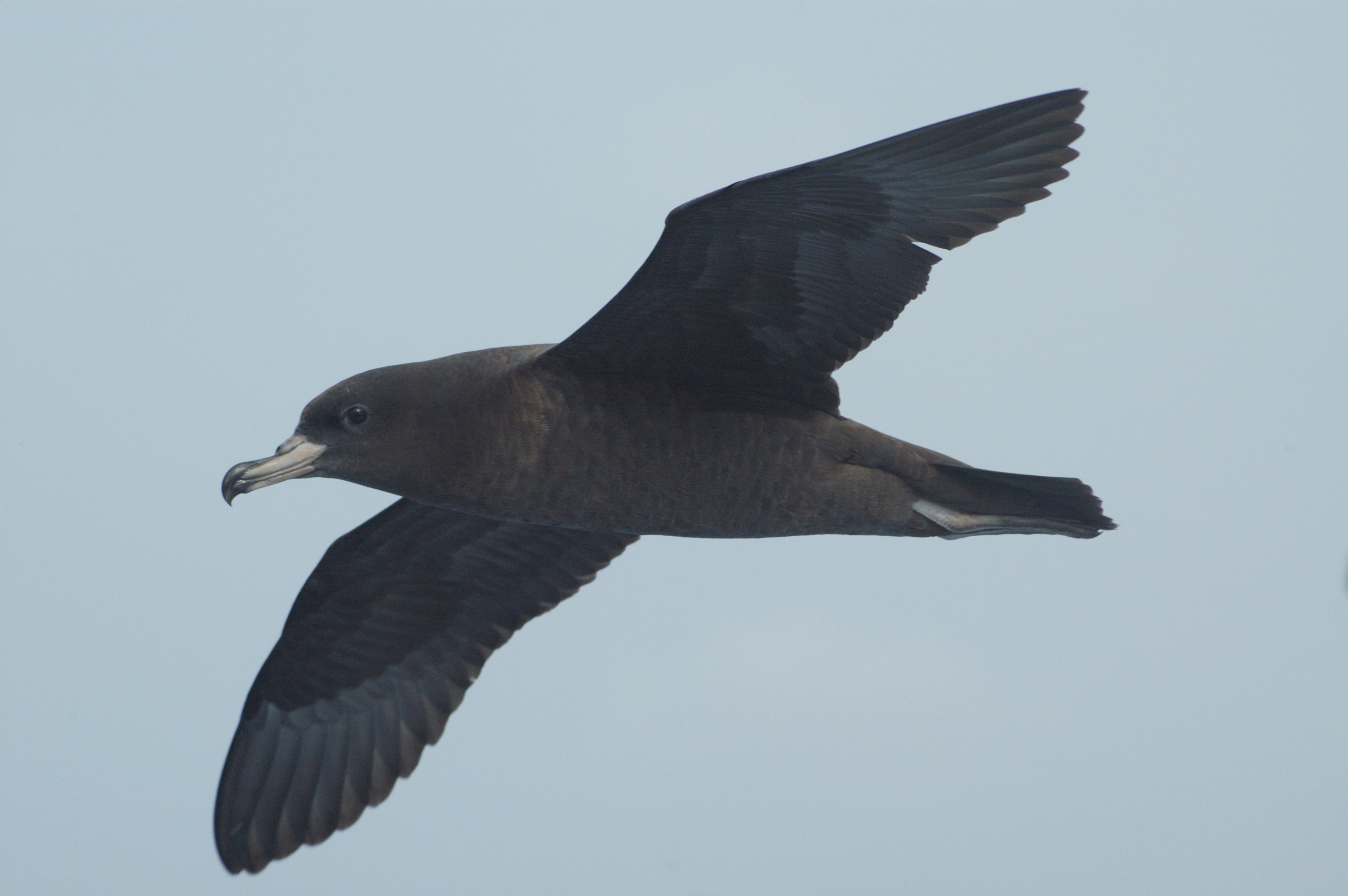 Flesh footed Shearwater Mike Double