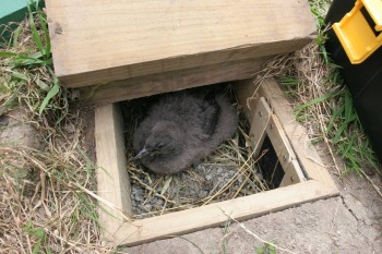 Fluttering Shearwater chick inside artifical burrow s