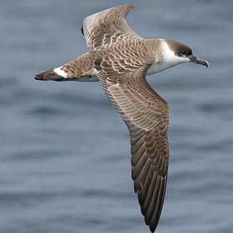 Great Shearwater