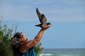 Newells Shearwater release Elizabeth Ames s