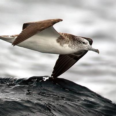 Streaked Shearwater