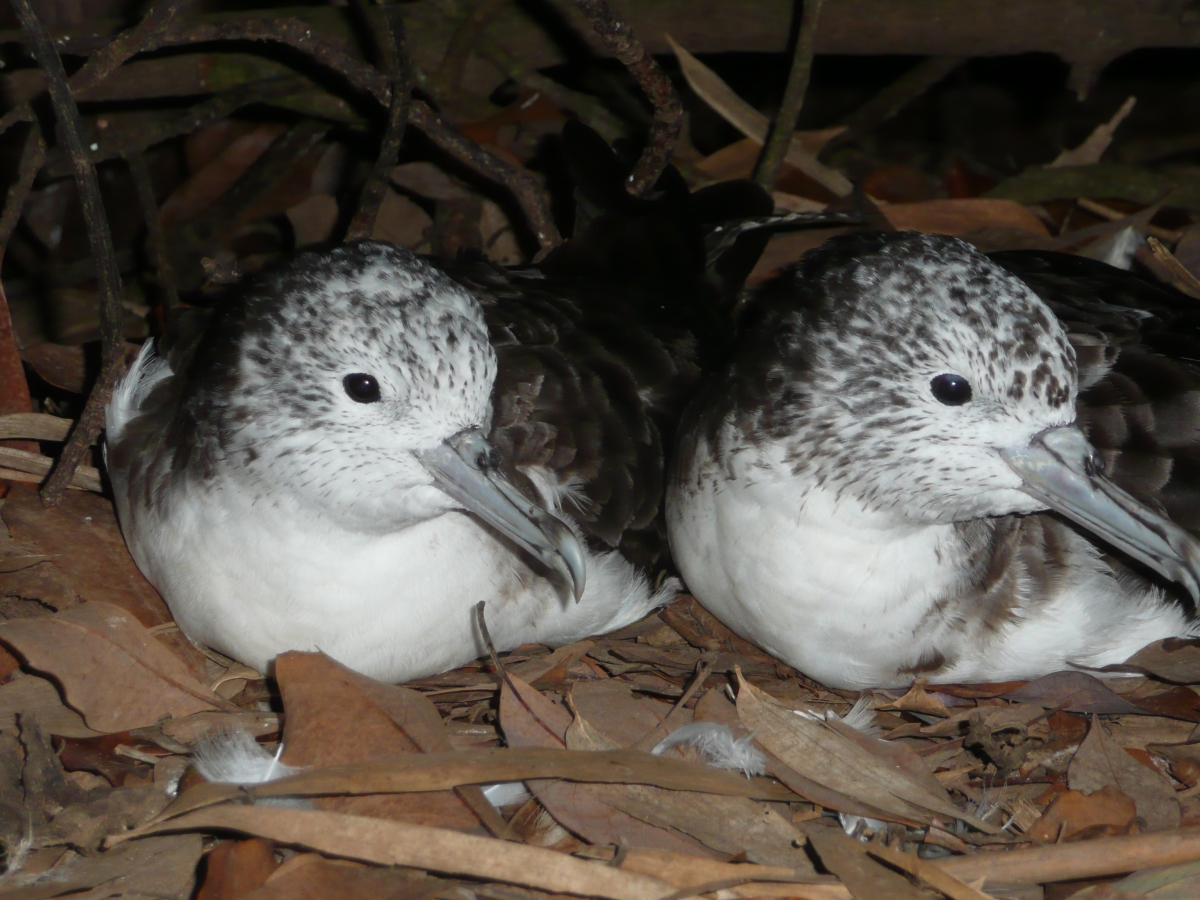 Streaked Shearwater.pair