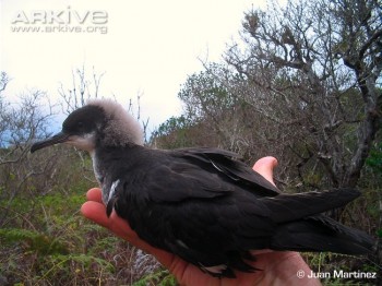 Townsends Shearwater Juan Martinez