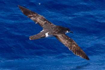 newells shearwater sep 2011 eric vanderwerf