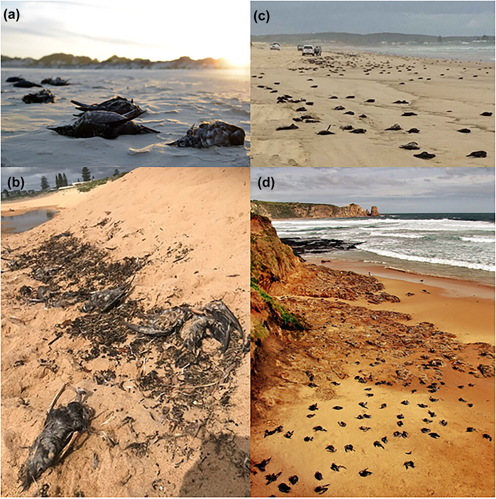 Lavers marine heat waves Short tailed Shearwaters