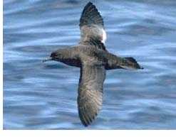 short tailed shearwater mark carey